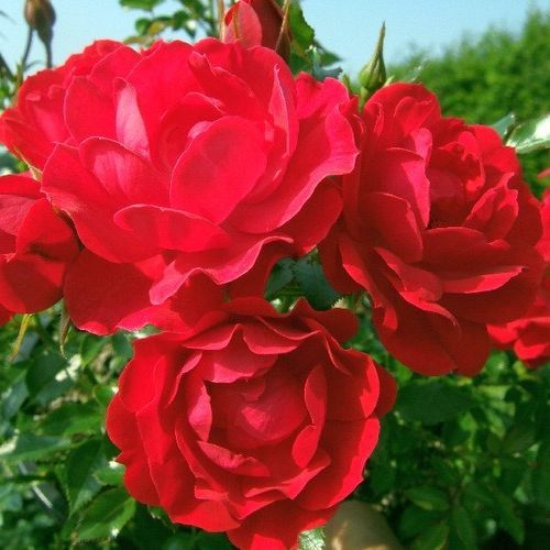 Vendita, rose rose tappezzanti - rosso - Rosa Limesglut™ - rosa non profumata - Colin A. Pearce - ,-